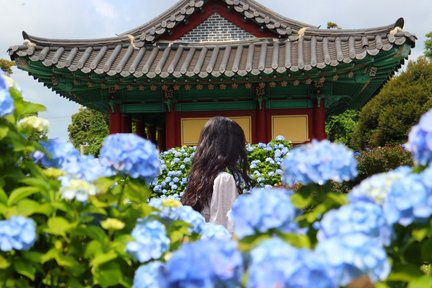 2025 Jeju Summer Hydrangea Festival Tour (4 Seasons Tour)