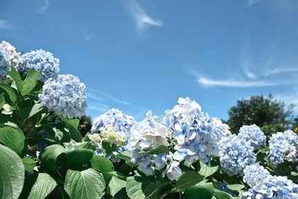 Camellia Hill Admission Ticket in Jeju