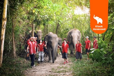 Kerchor Elephant Family Phuket Sanctuary Half Day Visit