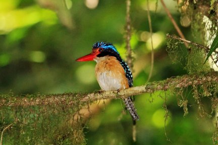 Esperienza guidata di birdwatching nel Parco nazionale di Kinabalu