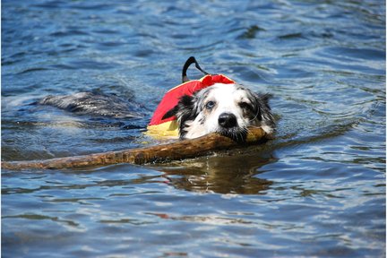 Taipei: Pet Tourism - One-day tour to Heping Island, Jinshan Old Street, and Laomei Shicao