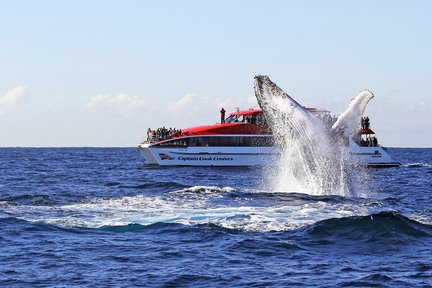 Croisière d'observation des baleines à Sydney par le capitaine Cook