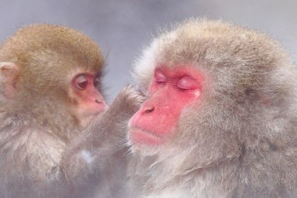 Excursion d'une journée au parc des singes des neiges de Nagano et au temple Zenko-ji avec dégustation de saké