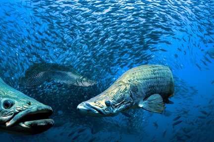 槟城光大精品水族馆门票