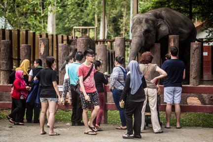 Tour Tham Quan Khu Bảo Tồn Voi Kuala Gandah từ Kuala Lumpur và Đi Du Thuyền Đêm Ngắm Đom Đóm kèm Bữa Tối Hải Sản