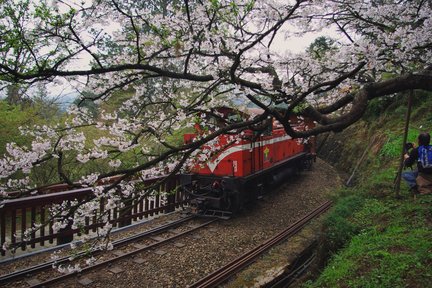 Chiayi: Alishan Day Tour & Multi-Day Tour dari Chiayi