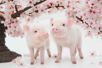 Mipig, a cafe where you can interact with micro pigs (Harajuku Takeshita Street store)