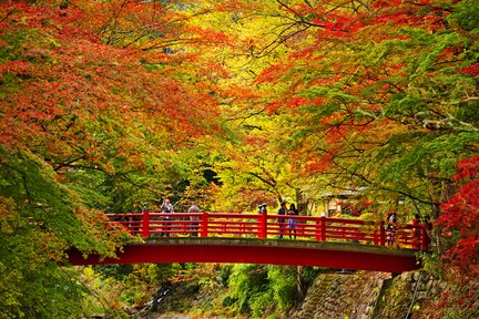 [Exclusivité Red Maple] Hakone Izu ｜ Mishima Skywalk & Temple Shuzenji & Hakone Ashinoko Cruise Excursion d'une journée d'observation des érables ｜ Au départ de Tokyo