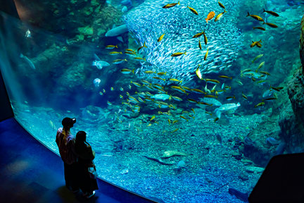 Biglietto per l'acquario di Enoshima a Fujisawa