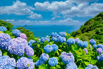 济州岛东部／西部／赏樱／赏绣球花／私人游