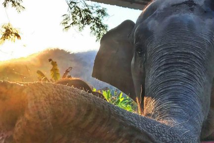 Elefanten-Tagesbetreuung im Chiang Mai Mountain Sanctuary