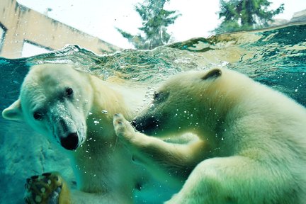 Lawatan Sehari ke Asahiyama Zoo, Furano, Biei & Aoike di Hokkaido (Bertolak dari Sapporo)