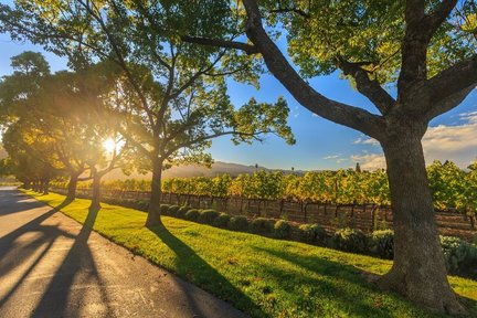 Tour di un'intera giornata del vino VIP Swan Valley Perth a Perth