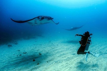 Nusa Penida ~ Gita subacquea di un'intera giornata a Sanur con PADI 5 stelle IDC