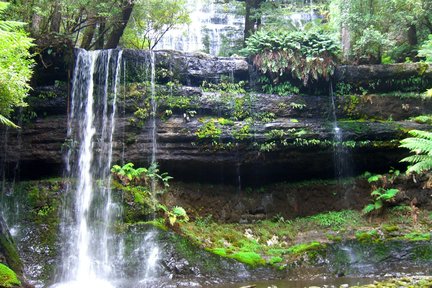 ทัวร์น้ำตกรัสเซล (Russell Falls) และเขตรักษาพันธุ์สัตว์ป่าโบโนรอง (Bonorong Wildlife Sanctuary) หนึ่งวันจากโฮบาร์ต