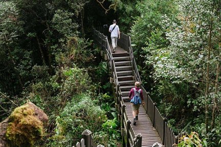 Excursion d'une demi-journée dans les Cameron Highlands et la forêt moussue