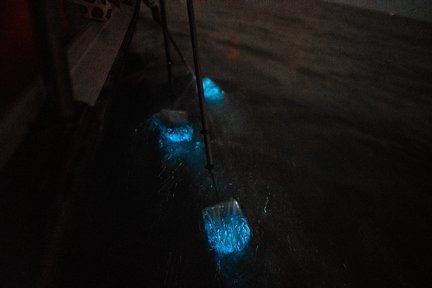 Blue Tears-Erlebnis mit Bootsfahrt in Kuala Selangor