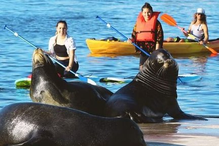 Kayak or Paddleboard with Sea Lions Experience in Marina del Rey