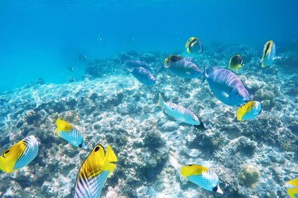 沖繩慶良間諸島浮潛 海龜探索