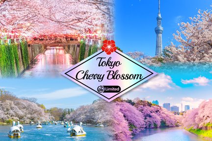 [Cherry Blossom Season Limited Tokyo Cherry Blossom Viewing] Shinjuku Gyoen & Chidorigafuchi & Ueno Park & Sumida Park & Meguro River Cherry Blossom Viewing Day Tour (Depart from Tokyo)