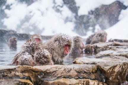 Nagano Snow Monkey Day Tour from Tokyo