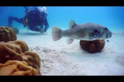 芭达雅 PADI 五星潜水中心潜水一日游