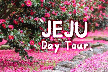 Jeju Eastern/ Western/ Hydrangea/ Seongsan Ilchulbong/ Private Tour
