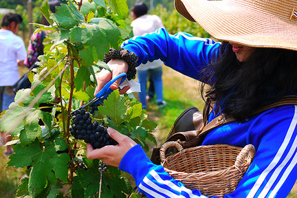 Excursión de un día a Khao Yai PB Valley y Primo Plaza de AK Travel