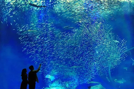 鹿岛神宫 & 那珂凑鱼市场 & 大洗水族馆1日游 (东京出发)