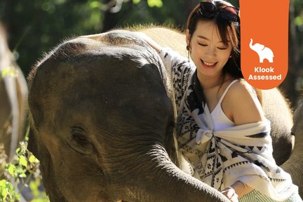 Poopoopark Elephant POOPOOPAPER Park Chiang Mai Must-See Attractions, Location ...
