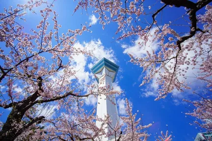 北海道函馆松前/大沼公园绝景两日游 [4月下旬将会前往五大赏樱热点]