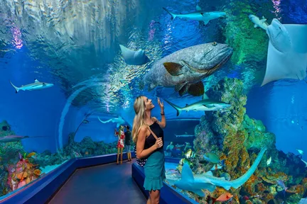 凯恩斯水族馆门票