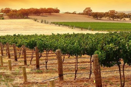 Kangaroo Island Half Day Wine Tasting Tour