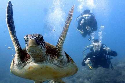 Trải Nghiệm Lặn ở Tân Bắc của Now Diving