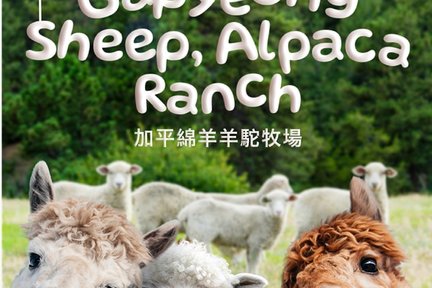 บัตรเข้าชมฟาร์มแกะคยองกี (Gyeonggi Sheep Ranch)