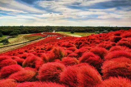 Ausflug zum Hitachi National Seaside Park und zum Ashikaga Flower Park oder zum Mito Kairakuen Park ab Tokio