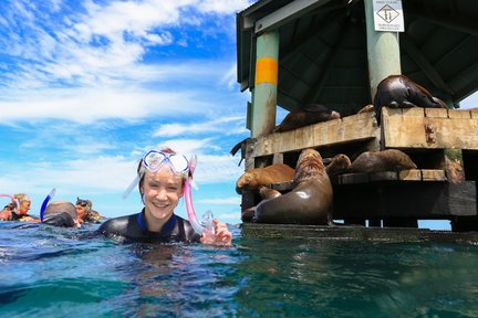 Snorkel With The Seals