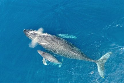 Okinawa Winter Whale Watching Tour (Naha/Chatan Departure)