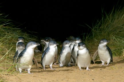 Puffing Billy & Penguins Day Tour dari Melbourne