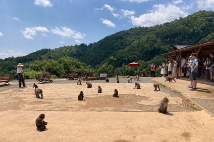 京都市区、西京都 & 岚山一日游（抹茶体验）