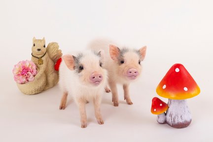 Pengalaman di Micro Pig Cafe Hokkaido