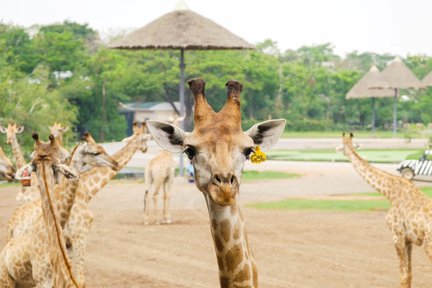 曼谷賽瑞福野生動物園私人包車（AK Travel提供 / 曼谷出發）