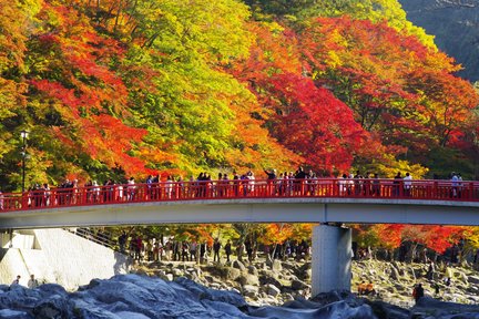 秋限定　香嵐渓の紅葉＆小原四季桜のバスツアー（名古屋出発）