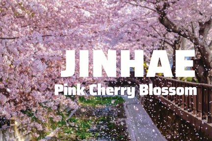 Jinhae Pink Cherry Blossom Festival Tour from SEOUL / BUSAN