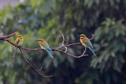 Experiencia de observación de aves con traslados dentro de Desaru