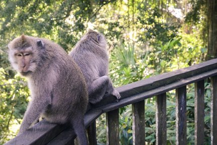 烏布聖猴森林公園門票