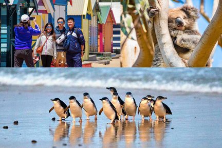 Penguin Parade, Wildlife Encounters & Scenic Tour from Melbourne