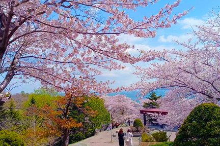 [Cherry Blossom Viewing Limited] Hokkaido Shiroi Koibito Factory, Otaru Temiya Park, Kozumi Canal, and Tenguyama Day Tour | Depart from Sapporo