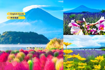 Tarikan Daftar Masuk Selebriti Internet Gunung Fuji & Lawatan Eksplorasi Bunga Empat Musim Tasik Kawaguchi (Kek Jerami Jepun Percuma) (Bertolak dari Tokyo/Shinjuku)