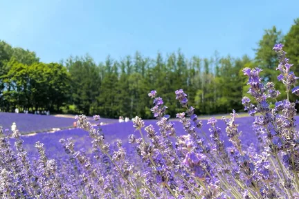 北海道1日游 ❘ 旭川出发 ❘ 富田农场&美瑛白金青池&白须瀑布